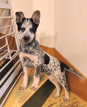 Australian Cattle Dog Blue Heeler Dogs Available for Adoption - Alfie | PetCurious