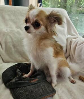 Mia $500 -  Chihuahua Dog for Adoption in West Milwaukee, Wisconsin - Mia $500 | PetCurious