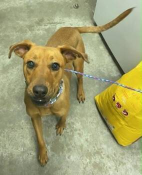 Australian Cattle Dog Blue Heeler and Mixed Breed Dogs Available for Adoption in Bowling Green, Kentucky - Dolly | PetCurious