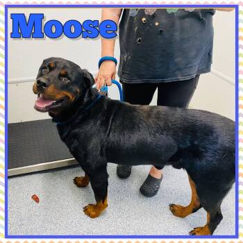 Moose -  Rottweiler Dog for Adoption in Bolivar, Tennessee - Moose | PetCurious