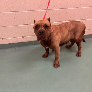 Roxanne -  Mixed Breed Dog for Adoption in Memphis, Tennessee - Roxanne | PetCurious