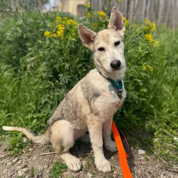 Rescue Husky and Mixed Breed Dogs for Adoption in Skokie, Illinois - Tundra | PetCurious