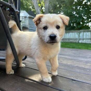 Rescue Akita and Husky Dogs for Adoption in Toronto, Ontario - Pico | PetCurious