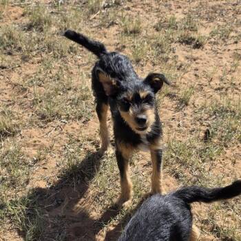 Zeus -  Terrier and Yorkshire Terrier Dog for Adoption in Midland, Texas - Zeus | PetCurious