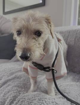 Poppy -  Jack Russell Terrier Dog for Adoption in Seattle, Washington - Poppy | PetCurious
