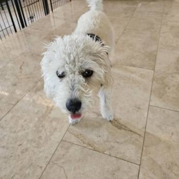 Maltipoo and Terrier Dogs Available for Adoption in La Mesa, California - Snowball | PetCurious