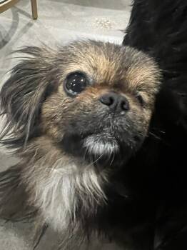 Pekingese and Poodle Dogs Available for Adoption - Gizmo | PetCurious