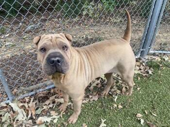 Rescue Shar Pei Dogs for Adoption in Germantown, Tennessee - Coco | PetCurious