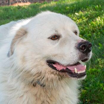 Marshmallow -  Great Pyrenees Dog for Adoption in Troy, Ohio - Marshmallow | PetCurious