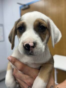 Rescue Affenpinscher Dogs for Adoption in Hartsville, South Carolina - Brice | PetCurious