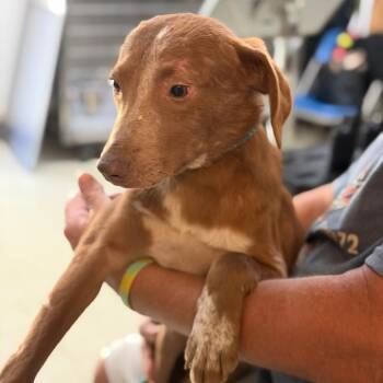 Thyme -  Mixed Breed Dog for Adoption in Denison, Texas - Thyme | PetCurious