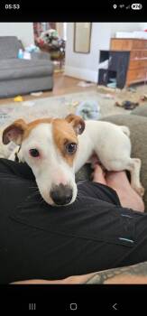 Wishbone -  Jack Russell Terrier Dog Available for Adoption in South Bend, Indiana - Wishbone | PetCurious