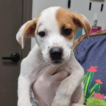 Nacho Fries -  Retriever and Mixed Breed Dog for Adoption in Cleveland, Mississippi - Nacho Fries | PetCurious