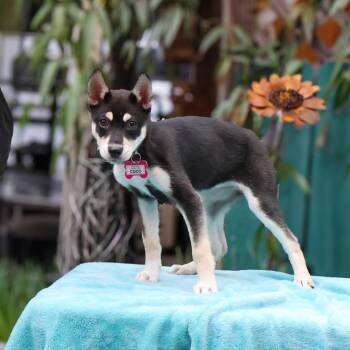 Husky Dogs Available for Adoption - Coco | PetCurious