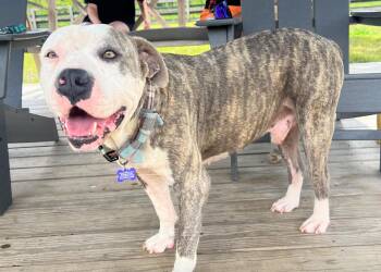 CASH -  American Bulldog Dog for Adoption in Houston, Texas - CASH | PetCurious