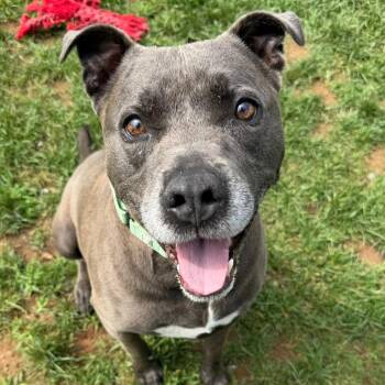 Port -  Pit Bull Terrier Dog for Adoption in Harrisonburg, Virginia - Port | PetCurious