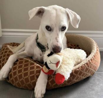 Billy -  Mixed Breed and Labrador Retriever Dog for Adoption in Mississauga, Ontario - Billy | PetCurious