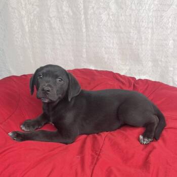 Labrador Retriever and Coonhound Dogs Available for Adoption in Atlanta, Texas - Phoenix | PetCurious