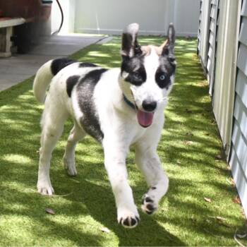 Samantha -  Mixed Breed Dog for Adoption in St. Petersburg, Florida - Samantha | PetCurious