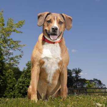 Mixed Breed Dogs Available for Adoption in Franklin, Tennessee - Copper | PetCurious