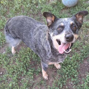 Lulu -  Australian Cattle Dog Blue Heeler Dog for Adoption in Tonasket, Washington - Lulu | PetCurious
