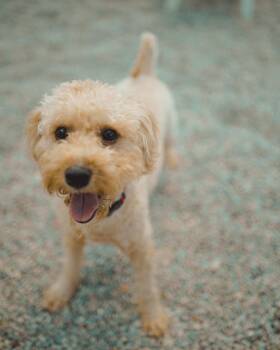 Butters -  Poodle Dog for Adoption in Cincinnati, Ohio - Butters | PetCurious