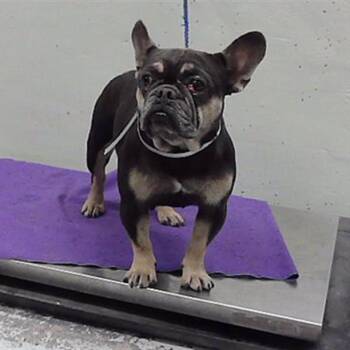 Tippy -  French Bulldog Dog for Adoption in Houston, Texas - Tippy | PetCurious