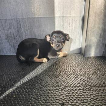Chihuahua Dogs Available for Adoption - Adams | PetCurious