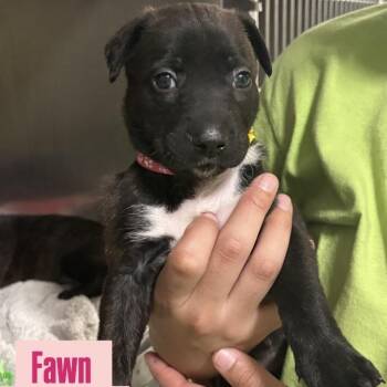 American Staffordshire Terrier Dogs Available for Adoption - Fawn | PetCurious