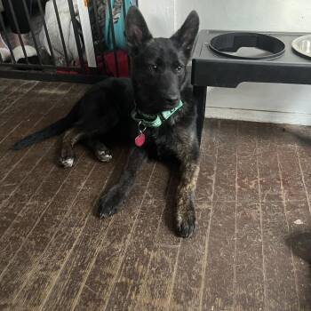 Rescue German Shepherd Dog Dogs for Adoption in Van Horne, Iowa - Maddux CL | PetCurious