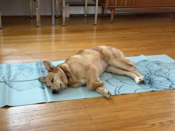 Australian Shepherd Dogs Available for Adoption - Honey | PetCurious