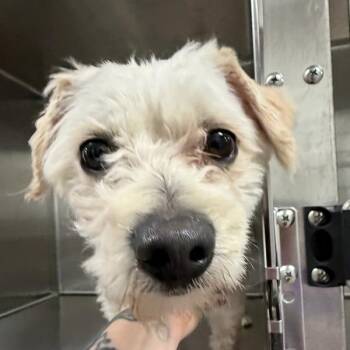 Shih Tzu Dogs Available for Adoption in Des Moines, Iowa - Elroy | PetCurious