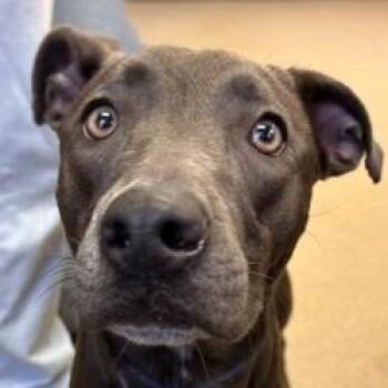 Pit Bull Terrier and Husky Dogs Available for Adoption - Kalie | PetCurious