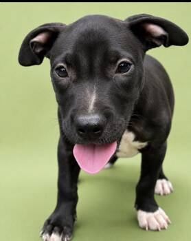 Ocean -  Pit Bull Terrier and American Staffordshire Terrier Dog for Adoption in Watertown, Connecticut - Ocean | PetCurious