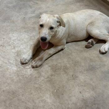 Little Girl -  Labrador Retriever and Pit Bull Terrier Dog for Adoption in San Saba, Texas - Little Girl | PetCurious