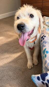 CASPER -  Terrier Dog for Adoption in Houston, Texas - CASPER | PetCurious