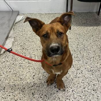 Cheese Stick -  Cardigan Welsh Corgi and Rhodesian Ridgeback Dog for Adoption in Hattiesburg, Mississippi - Cheese Stick | PetCurious