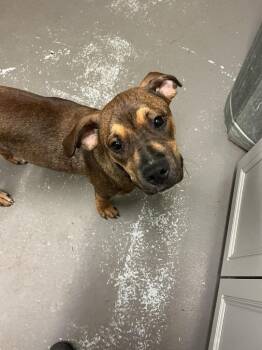 Mixed Breed Dogs Available for Adoption in Dyersburg, Tennessee - Tinker | PetCurious