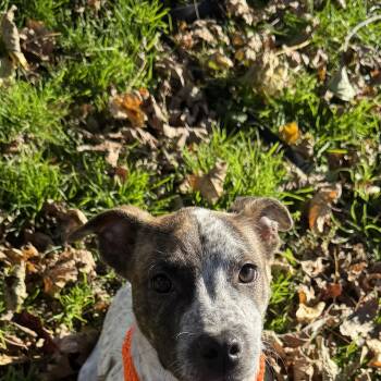 Bramble -  Pit Bull Terrier and American Staffordshire Terrier Dog for Adoption in Carmel Hamlet, New York - Bramble | PetCurious