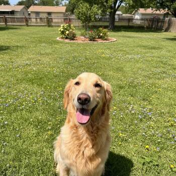Golden Retriever Dogs Available for Adoption in San Diego, California - Rune | PetCurious