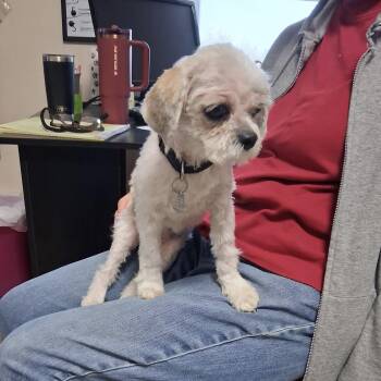Reba -  Shih Tzu and Mixed Breed Dog for Adoption in Oxford, Michigan - Reba | PetCurious