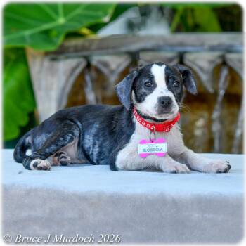 Blossom -  Pit Bull Terrier Dog for Adoption in Wake Forest, North Carolina - Blossom | PetCurious