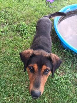 Riggs -  Bloodhound and German Shepherd Dog Dog for Adoption in Little Chute, Wisconsin - Riggs | PetCurious