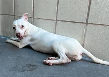 Chihuahua and Mixed Breed Dogs Available for Adoption in Corpus Christi, Texas - ODETTE | PetCurious