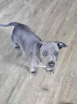 Anne -  American Bulldog Dog for Adoption in Lakeland, Florida - Anne | PetCurious