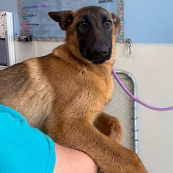 Orwell -  Mixed Breed Dog for Adoption in Las Cruces, New Mexico - Orwell | PetCurious