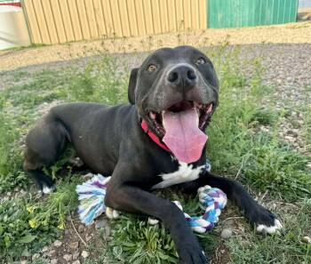 Rescue American Staffordshire Terrier Dogs for Adoption in Rye, Colorado - Tuco | PetCurious
