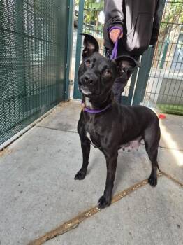 BLUEBERRY -  Pit Bull Terrier and Mixed Breed Dog for Adoption in San Jose, California - BLUEBERRY | PetCurious