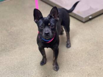 A552238 -  Chihuahua and Mixed Breed Dog for Adoption in Moreno Valley, California - A552238 | PetCurious