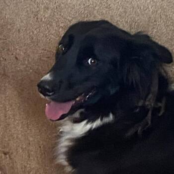 Cucho (20260603-08) -  Border Collie and Australian Shepherd Dog Available for Adoption in Niagara Falls, Ontario - Cucho (20260603-08) | PetCurious